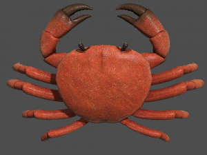 caranguejo do mar Modelo 3D
