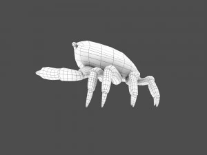 caranguejo do mar Modelo 3D