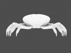 caranguejo do mar Modelo 3D