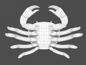 caranguejo do mar Modelo 3D