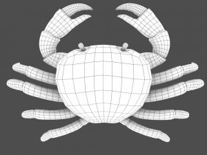 caranguejo do mar Modelo 3D