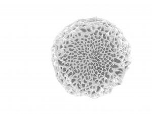 butterfly egg 3D Model