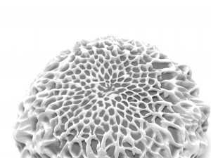 butterfly egg 3D Model