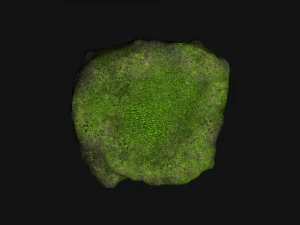 Рок 07 - Мох 3D Модель
