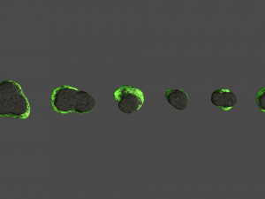 Short Flat Rocks - Toxic Model 3D