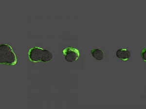Rocce piatte corte - Tossiche Modello 3D