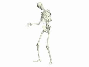 Skeleton Rigged 3D Animations Set 5 - 25 in 1 3D Model