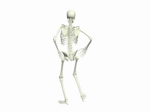 Skeleton Rigged 3D Animations Set 8 - 25 in 1 3D Model