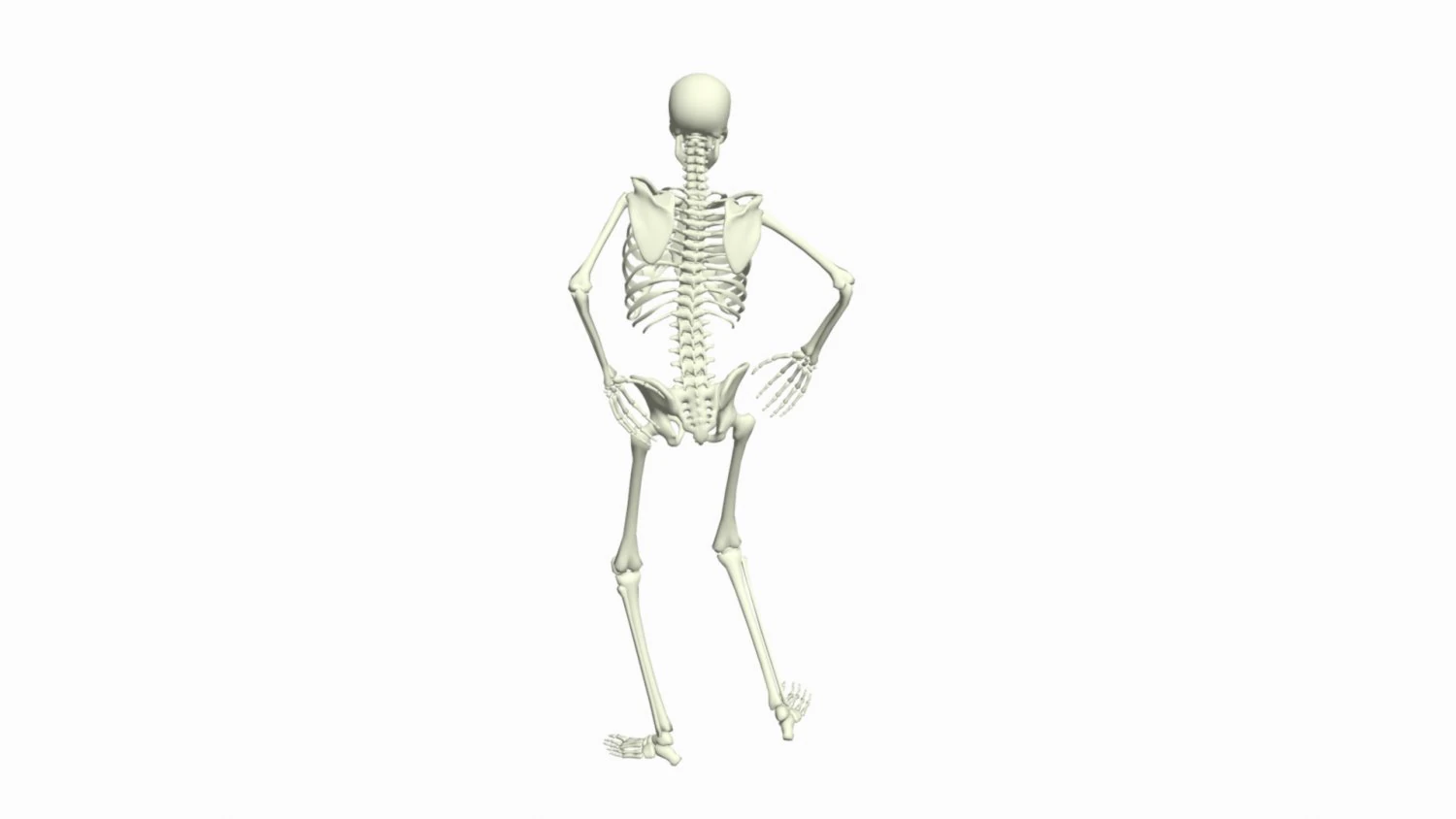 Skeleton 3D Dance Animation 3D Model .c4d .max .obj .3ds .fbx .stl .blend 