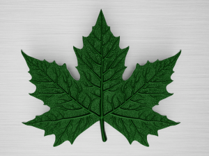maple leaf 3Dモデル