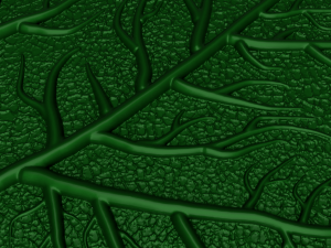 maple leaf 3Dモデル