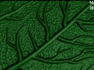 maple leaf 3Dモデル