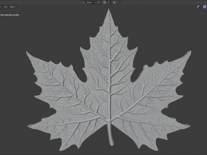 maple leaf 3Dモデル