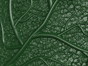 oak leaf 3D Model