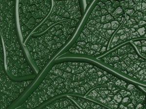 oak leaf 3D Model
