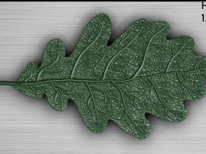 oak leaf 3D Model