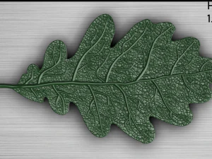 oak leaf 3D Model