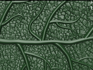 oak leaf 3D Model
