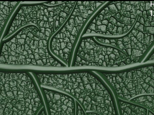 oak leaf 3D Model