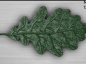 oak leaf 3D Model