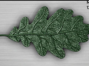 oak leaf 3D Model