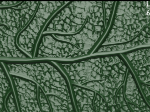 oak leaf 3D Model