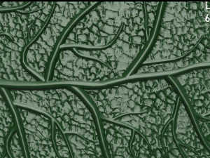 oak leaf 3D Model