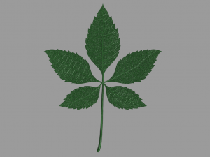 chestnut leaf 3D Модель