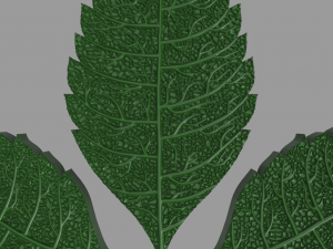 chestnut leaf 3D Модель