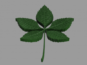chestnut leaf 3D Модель