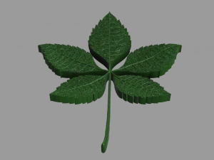chestnut leaf 3D Model