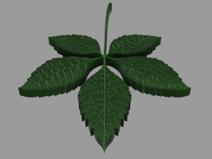 chestnut leaf 3D Модель