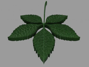 chestnut leaf 3D Model