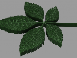 chestnut leaf 3D Модель
