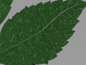 chestnut leaf 3D Модель