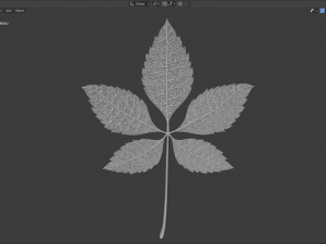 chestnut leaf 3D Модель