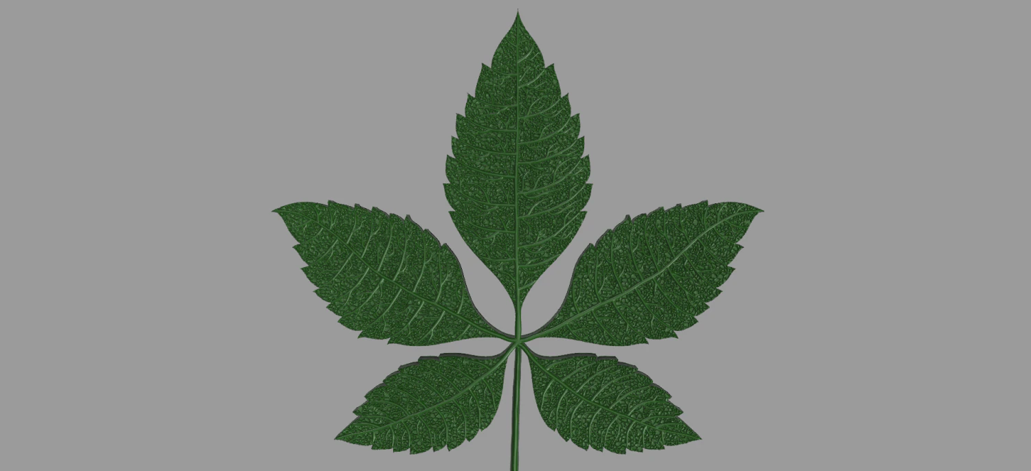 chestnut leaf 3D Model .c4d .max .obj .3ds .fbx .stl .blend 