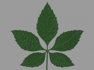 chestnut leaf 3Dモデル
