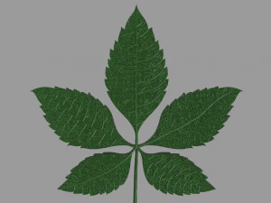 foglia di castagno Modello 3D