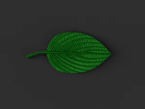 green leaf 3D Model