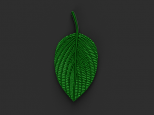 green leaf 3D 모델