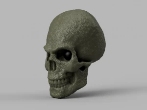 alien skull 3D Model