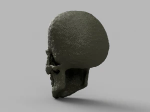 alien skull 3D Model