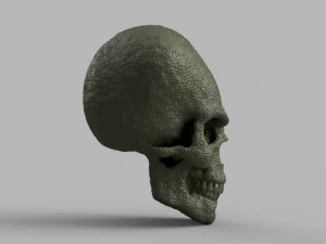 alien skull 3D Model