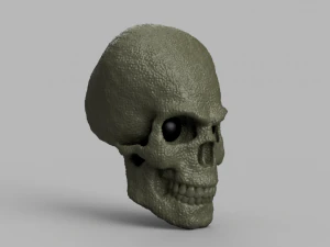 alien skull 3D Model