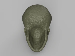 alien skull 3D Model
