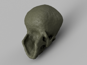 alien skull 3D 模型