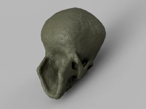 alien skull 3D Model