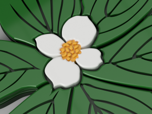 dogwood flower Modello 3D