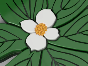 dogwood flower 3D Model